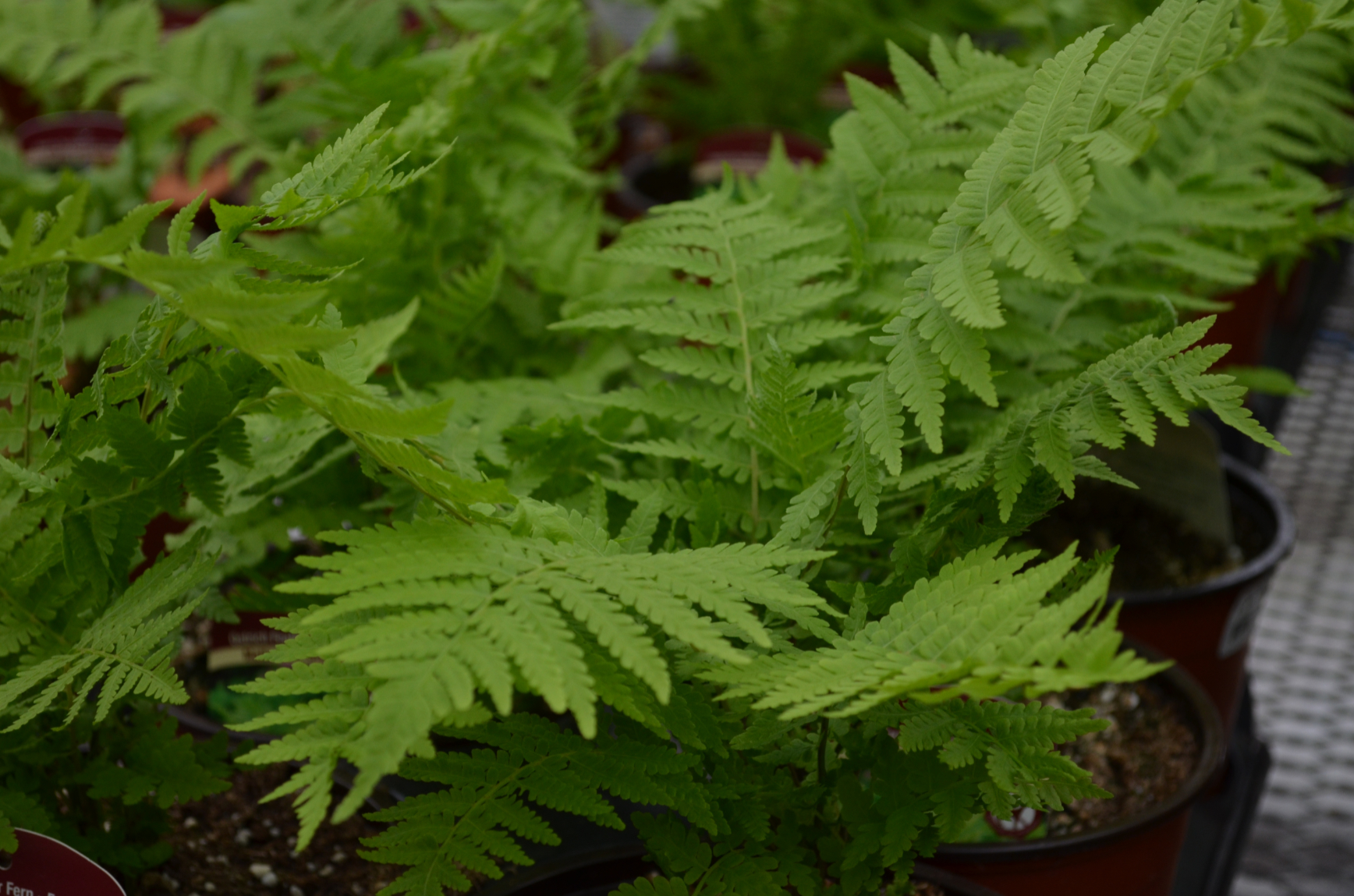 Fern-Matteuccia Struthiopteris (Ostrich Fern) | Floral Acres